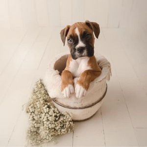 Meet your Posher, Abby